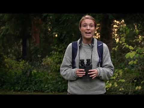 Jumelles Kite APC 12×42 stabilisées